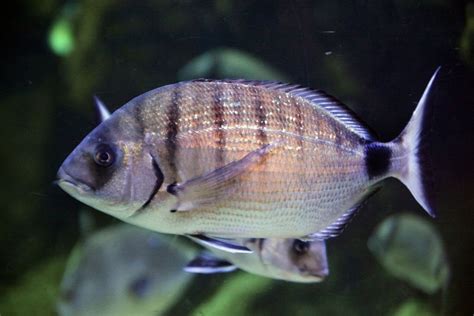 Why is this fish biting swimmers at Mediterranean .